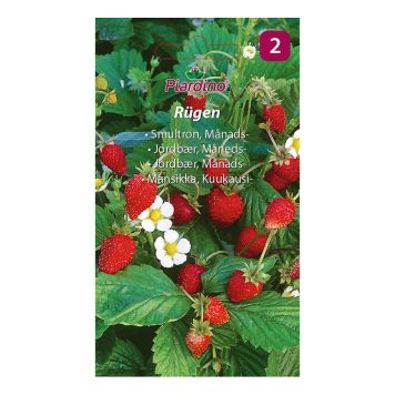 BÄRFRÖ PIARDINO SMULTRON RÜGEN