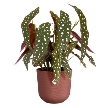 PLASTKRUKA ELHO JAZZ RUND Ø16CM RÖD