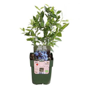 BÄRBUSKE AMERIKANSKT BLÅBÄR BRIGITTA BLUE KRUKA 13CM