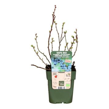 BÄRBUSKE AMERIKANSKT BLÅBÄR LITTLE BLUE WONDER 13CM