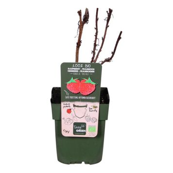 BÄRBUSKE TRÄDGÅRDSHALLON HERITAGE EKO KRUKA 13CM 