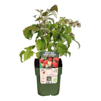 BÄRBUSKE TRÄDGÅRDHALLON MAILING PROMISE EKO 13CM 