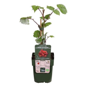 BÄRBUSKE VINHALLON EKO KRUKA 13CM