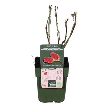 BÄRBUSKE TAYBÄR EKO KRUKA 13CM