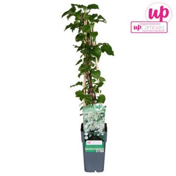 KLÄTTERVÄXT KLÄTTERHORTENSIA KRUKA 12CM