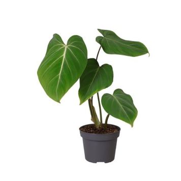 PHILODENDRON GLORIOSUM KRUKA 12CM