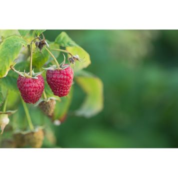 BÄRBUSKE LJUSRÖTT HÖSTHALLON POLKA E 15-20CM KRUKODLAD