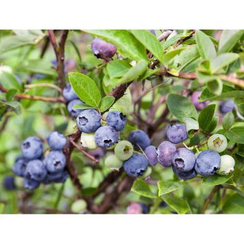 BÄRBUSKE HYBRIDBLÅBÄR VACCINIUM EMIL E 15-20CM KRUKODLAD