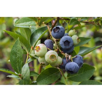 BÄRBUSKE HYBRIDBLÅBÄR PUTTE 15-20CM KRUKODLAD 10-PACK