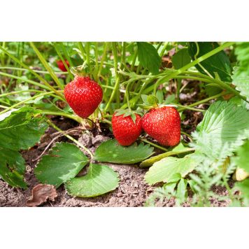 BÄRBUSKE JORDGUBBE SONATA KRUKODLAD 15-PACK