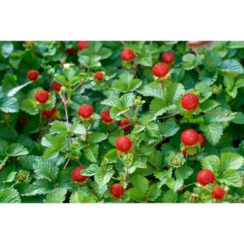 BÄRBUSKE MÅNADSSMULTRON RÜGEN KRUKODLAD 15-PACK