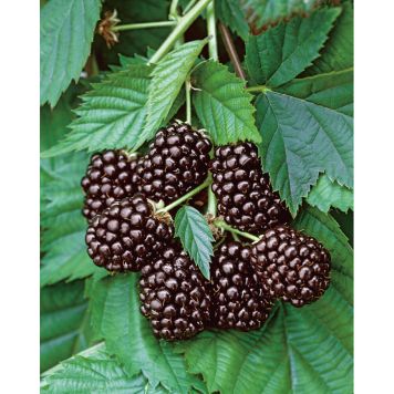 BÄRBUSKE BJÖRNBÄR THORNFREE 12-17CM KRUKODLAD 5-PACK