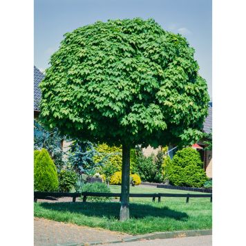 PRYDNADSTRÄD GLOBOSUM KLOTLÖNN HÖGSTAM GUL 200-250CM