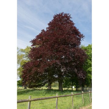 PRYDNADSTRÄD PURPUREA BLODBOK HÖGSTAM RÖD 250-300CM