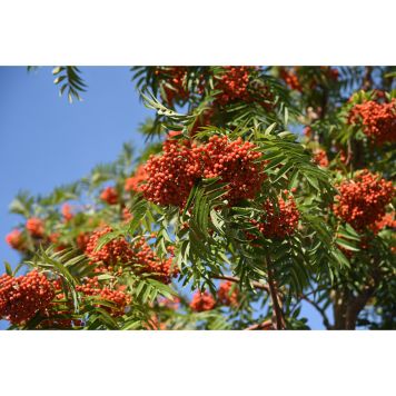 PRYDNADSTRÄD DODONG RÖNN HÖGSTAM GRÖN 300CM