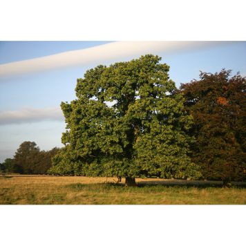 PRYDNADSTRÄD KASTANJ HÖGSTAM MÖRKGRÖN 250-300CM