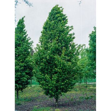 PRYDNADSTRÄD FRANS FONTAINE HÖGSTAM GRÖN 250-300CM