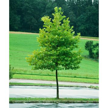 PRYDNADSTRÄD PLATAN GRÖN 150-200CM