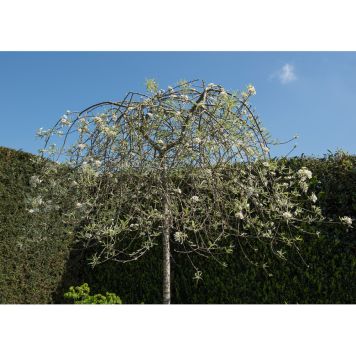 PRYDNADSTRÄD PENDULA SILVERGRÖN 60CM