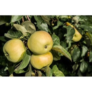 ÄPPELTRÄD ORANIE 60-80CM UPPBINDNINGSKIT