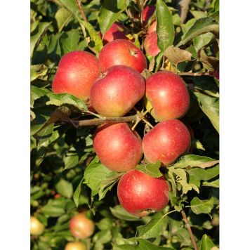 ÄPPELTRÄD COX´S ORANGE QUEEN 60-90CM UPPBINDNINGSKIT