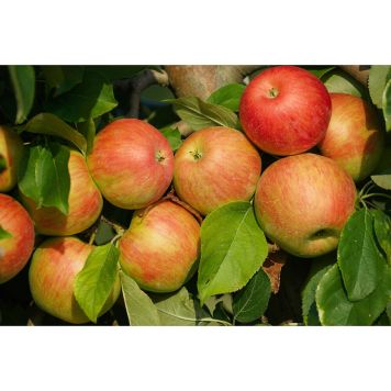 ÄPPELTRÄD FREDRIK 60-80CM