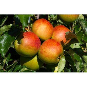 ÄPPELTRÄD HÖSTDESSERT 60-80CM