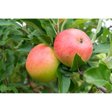 ÄPPELTRÄD RUBINOLA 60-80CM UPPBINDNINGSKIT