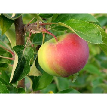 ÄPPELTRÄD RÖTT KANELÄPPLE 60-80CM UPPBINDNINGSKIT