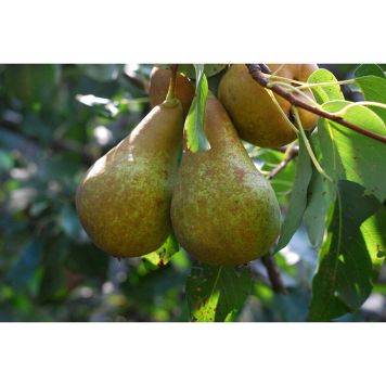 PÄRONTRÄD INGEBORG 60-80CM