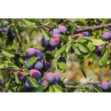 PLOMMONTRÄD THE CZAR UPPBINDNINGSKIT