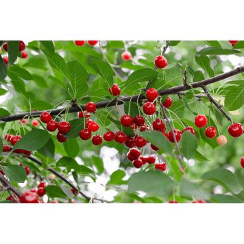 KÖRSBÄRSTRÄD BERIT UPPBINDNINGSKIT