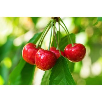 KÖRSBÄRSTRÄD FRYKSÅS 60-80CM UPPBINDNINGSKIT