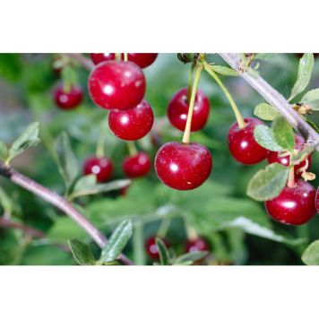 KÖRSBÄRSTRÄD HUVIMAJA 60-80CM UPPBINDNINGSKIT