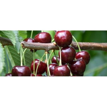 KÖRSBÄRSTRÄD LAPINS 60-80CM UPPBINDNINGSKIT