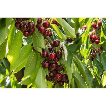 KÖRSBÄRSTRÄD STELLA 60-80CM