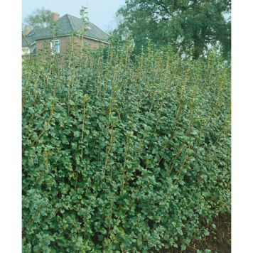 HÄCK MÅBÄR SCHMIDT FRILANDSODLAD 50-70CM 4-5 GRENAR 5-PACK 