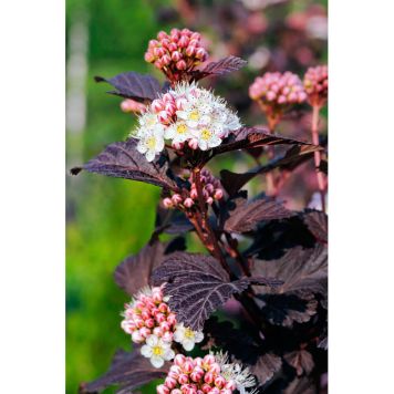 BUSKE SMÄLLSPIREA SMPOTW VIT/ROSA 5-PACK