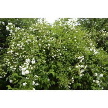 HÄCK HAGTORN 60-100CM 100-PACK FRILANDSODLAD