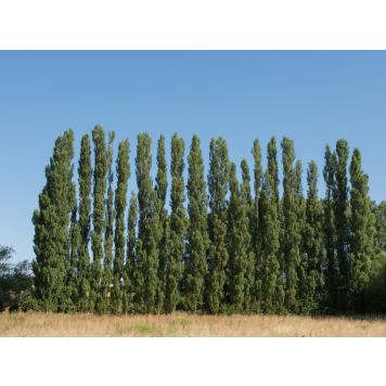 HÄCK ITALICA 60-100CM 100-PACK FRILANDSODLAD