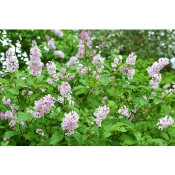 HÄCK SYRÉN JOSIKAEA 30-50CM 100-PACK