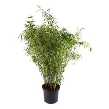 BERGBAMBU I KRUKA 19CM