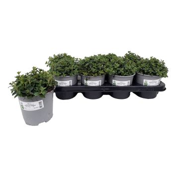 OREGANO KRUKA 14CM 