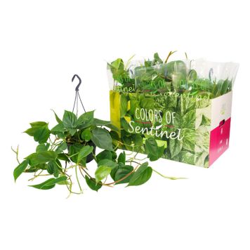 PHILEDENDRON SCANDENS AMPEL 15CM