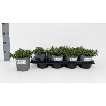MYNTA PEPPARMINT KRUKA 14CM 