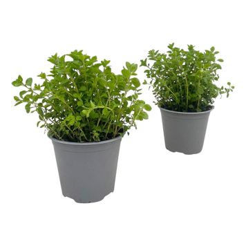 DOFTPELARGON DR. WESTERLUND KRUKA 12CM