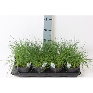 GRÄSLÖK KRUKA 14CM