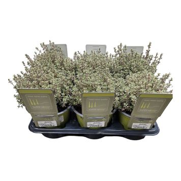 TIMJAN BROKIG KURKA 14CM