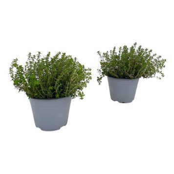 CITRONTIMJAN KRUKA 14CM 