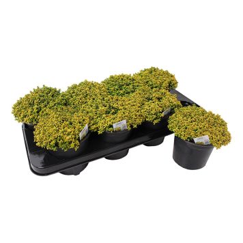 CITRONTIMJAN GULBROKIG KRUKA 14CM 